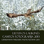 Gintarinio-žalčio-2013-albumo-viršelis