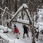 Nuotraukos autorius J. Ivanauskas sniegu apklotas miškas