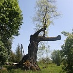 Sandariškių ąžuolas.Nuotraukos autorė Dovilė Selickaitė