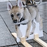 Vilkai kalba pikete V. Kudirkos aikštėje