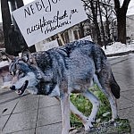 Vilkai kalba pikete V. Kudirkos aikštėje