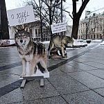 Vilkai kalba pikete V. Kudirkos aikštėje