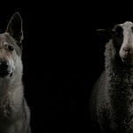 Vilkas ir avis akcijos Vilkai kalba reklamoje (Baltijos vilko nuotr.)