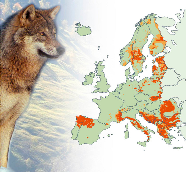 Vilkų paplitimas Europoje